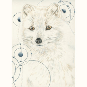 Arctic Fox:Animals of the Snow