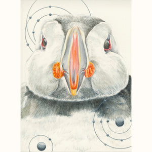 Atlantic Puffin: Animals of the Snow