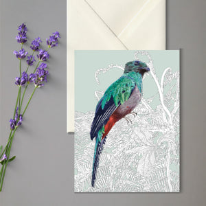 Birds of El Camino de Costa Rica (5 Greeting Cards Box Set)