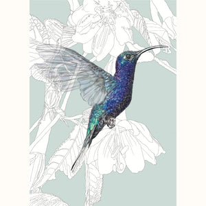 Violet Sabrewing Hummingbird – Birds of El Camino de Costa Rica