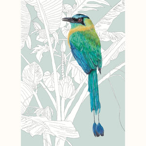Motmot – Birds of El Camino de Costa Rica