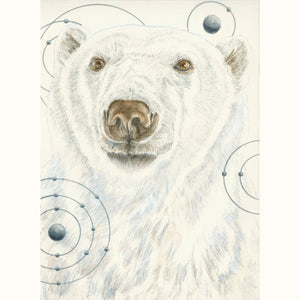 Polar Bear – Animals of the Snow