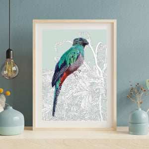 Resplendent Quetzal – Birds of El Camino de Costa Rica