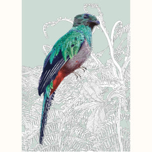 Resplendent Quetzal – Birds of El Camino de Costa Rica