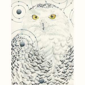 Snowy Owl – Animals of the Snow