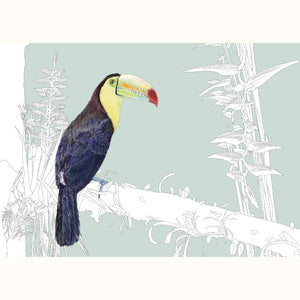 Toucan– Birds of El Camino de Costa Rica