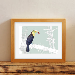 Toucan– Birds of El Camino de Costa Rica