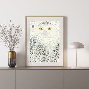 Snowy Owl – Animals of the Snow